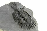 Short Trident Walliserops Trilobite - Top Quality Example #244127-2